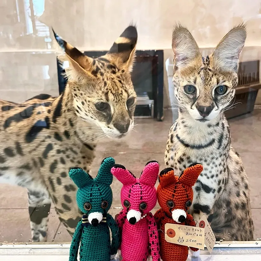 Dois Servals, Joka e Rurusu