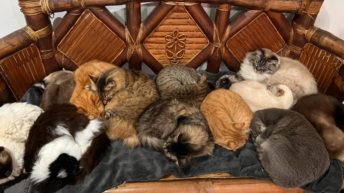 Cat Village North interior