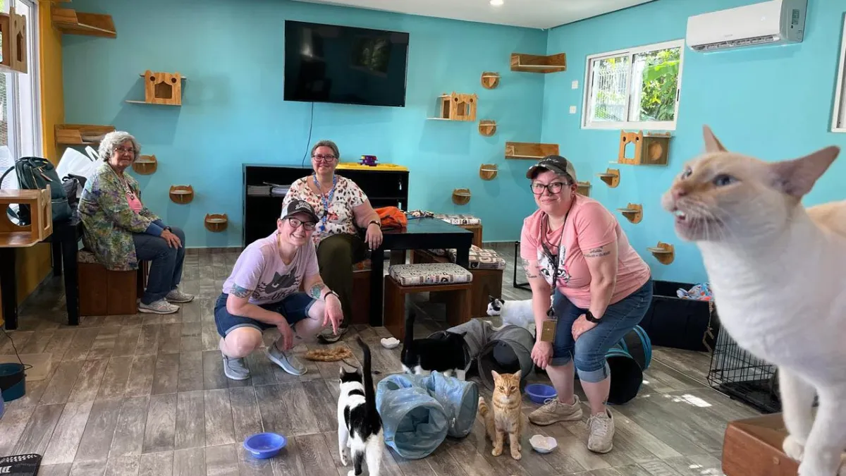 ภายในของ Cozumel Cat Cafe