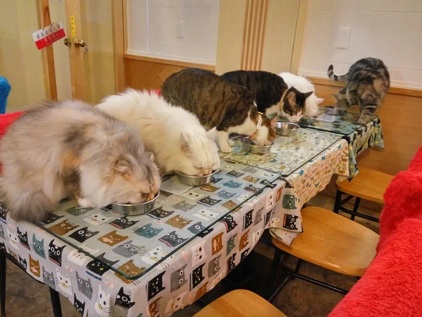 Feeding Time