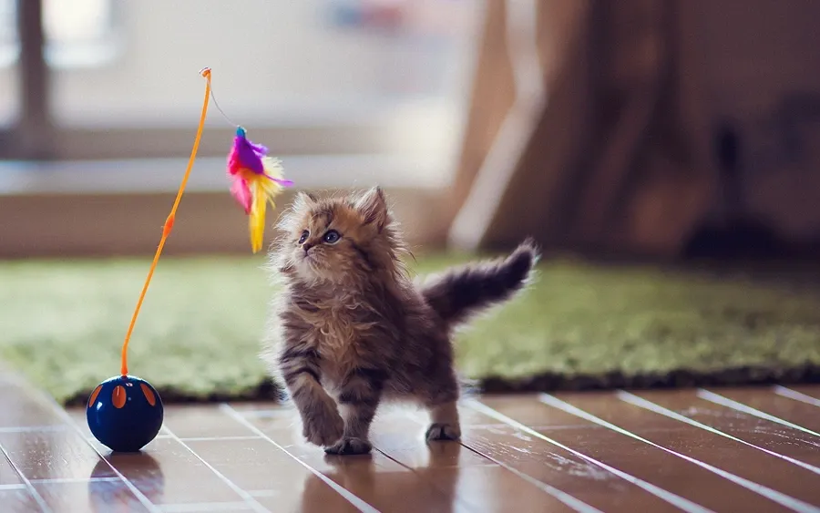 Kitten Play Toy