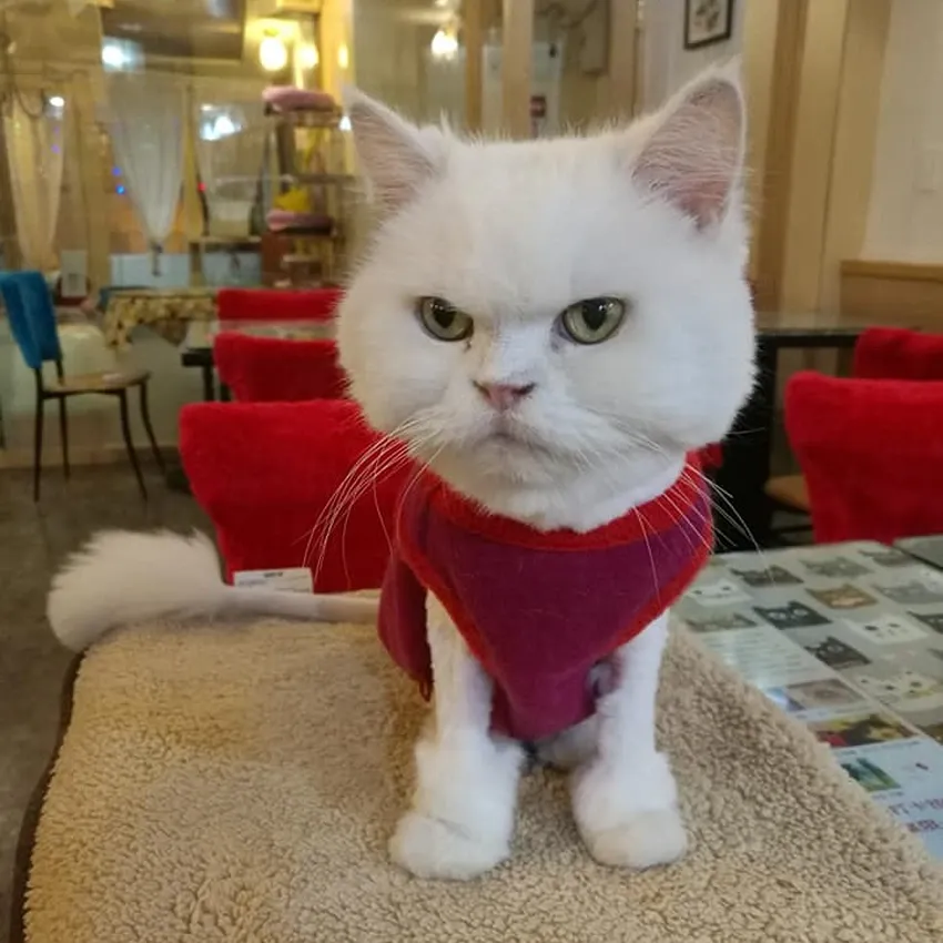 Kitty 1