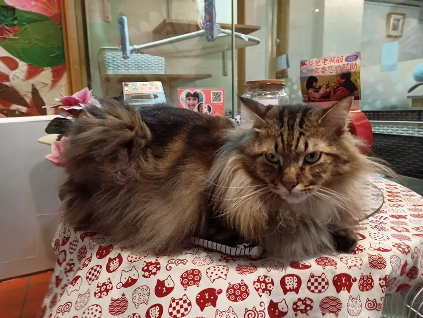 Gatito 2