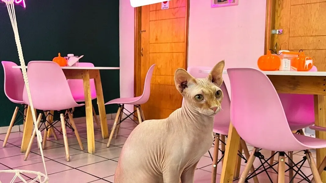 ภายในของ Neko-hi Café