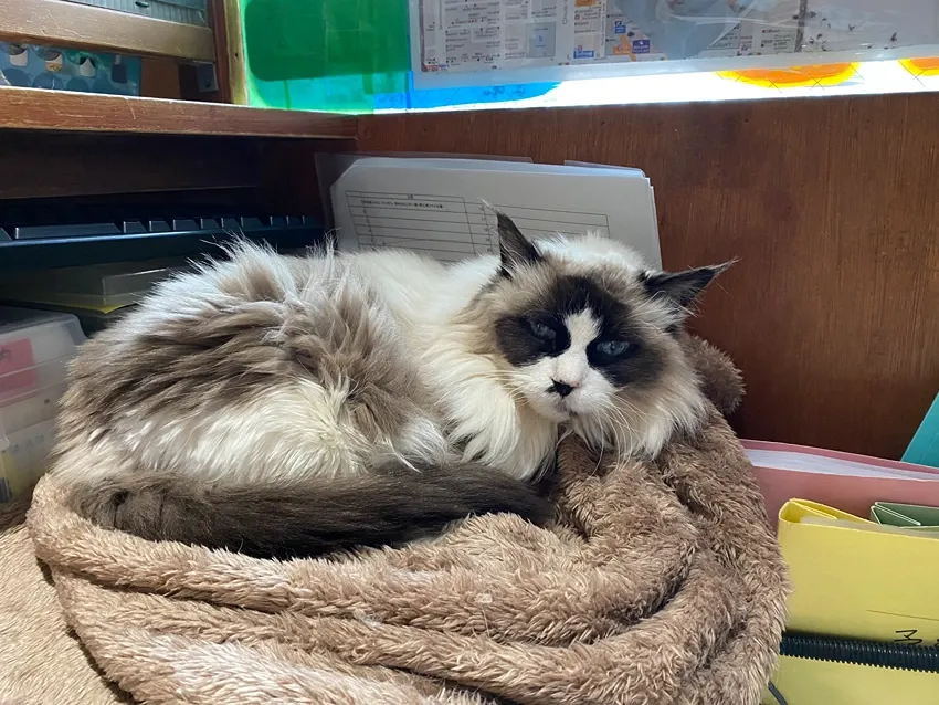 Cat Cafe JaLaLa Maine Coon