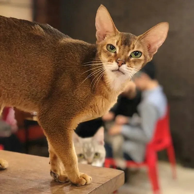 Y Cat Cafe Exótico